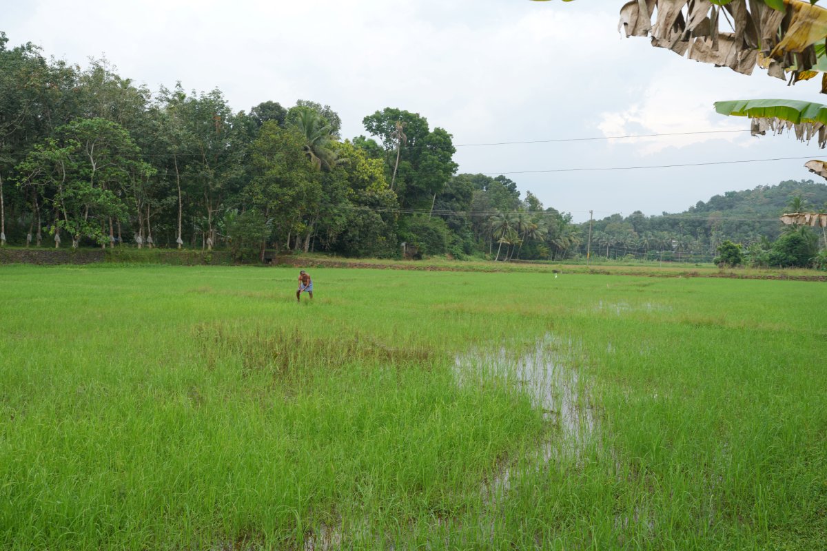 Gramam Pic 6